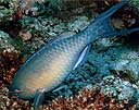 Scarus sp.