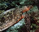 Tortuga verde (Chelone mydas)