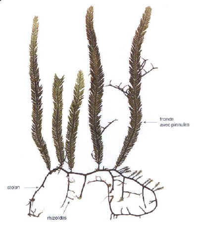 Spcimen de Caulerpa taxifolia (Cap Martin  - 10m, 1992)