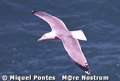 Gaviota argntea (Larus argentatus)