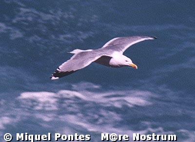 Gaviota argntea (Larus argentatus)