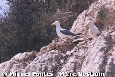 Pareja de gaviotas argnteas (Larus argentatus) en un acantilado costero