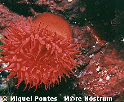 aequina010698futadera.jpg (40696 bytes)