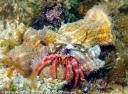 Cangrejo ermitao gigante (Dardanus calidus) con varias anmonas simbiticas que casi le impiden el movimiento.