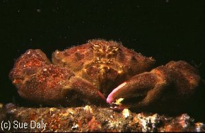 Cangrejo peludo (Dromia personata)