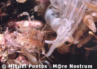 Periclimenes amethysteus entre los brazos de una anémona Aiptasia mutabilis