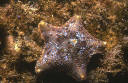 Estrella de capitn (Asterina gibbosa)