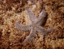 Estrella verde (Marthasterias glacialis)