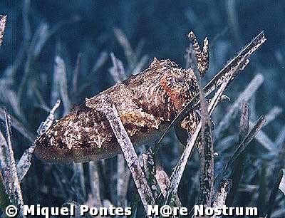 Sepia (Sepia officinalis) camuflndose entre la posidonia