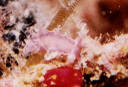 ¿Marionia blainvillea juvenil? Algunos ejemplares juveniles presentan un color rosado translúcido y se los puede encontrar sobre gorgonáceos.