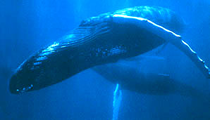 whale.jpg (10997 bytes)
