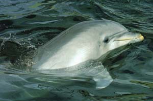 Delfn mular (Tursiops truncatus)