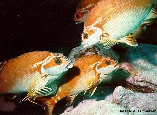 Red Morwong (Cheilodactylus fuscus, Castelnau 1879)