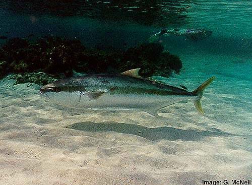 Yellowtail Kingfish, Seriola lalandi, (Cuvier & Valenciennes, 1833)