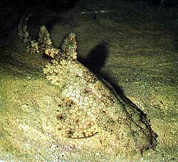 Spotted Wobbegong