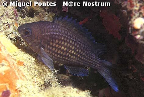 Chromis chromis